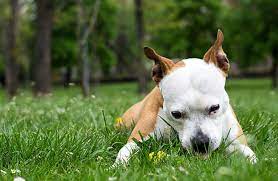 Why Do Dogs Eat Grass Zoetis Petcare