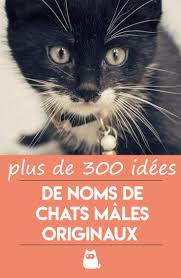 Un prénom en r pour mon chaton en 2020. De Trois Idees De Noms De Chats Males Originaux Noms De Chat Chat Male Nom Pour Chat Femelle
