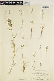 Image result for Eragrostis schweinfurthii