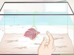 The water in your aquarium needs to be changed regularly. How To Take Care Of A Betta Fish With Pictures Wikihow