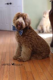 Check spelling or type a new query. Australian Labradoodle Grooming Startseite Facebook