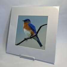 Eastern Bluebird Print