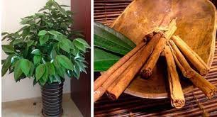 Apprenez A Cultiver De La Cannelle Chez Vous Ameliore Ta Sante Cultiver Jardinage Palette Jardinage Interieur