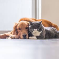 Prudent pet, though relatively new, is trusted by multiple agencies and has a 4.7/5 rating on trustpilot, with over 350 reviews to date. Prudent Pet Insurance Pet Insurance 5101 Darmstadt Rd Hillside Il Phone Number