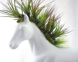 Chia Pet Gone Amazing Plants Air Plants Planting Flowers