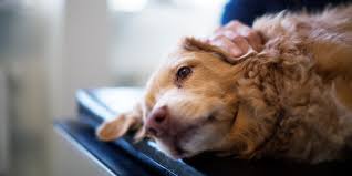 Wie Sie Gefahrliche Knubbel An Ihrem Hund Entdecken Konnen Anicura Deutschland