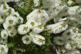 Image result for Melaleuca hamulosa