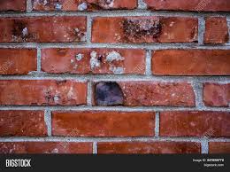 We did not find results for: Brick Wall Red Color Image Photo Free Trial Bigstock