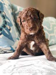 Chocolate Double Doodle Doodle Puppy Double Doodle Dog Schnoodle Puppy