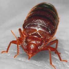 Bed bugs have been noted in history books dating back to 400 bc in ancient greece. Bed Bug Control Advanced Pest Control Of Alabama