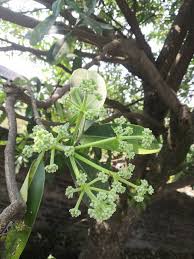 Image result for Rauvolfia afra