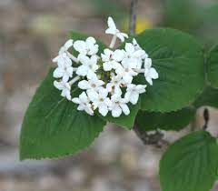 Plant with small white flowers and black berries. Viburnum Home Garden Information Center