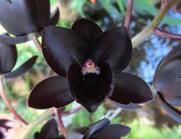 We meet on the first tuesday of each month. Pin By Indhira Orfelina Martinez Rodr On Ciencias De La Naturaleza Orchids Orchid Plants Flowers For Sale
