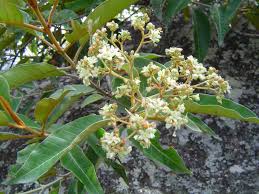 Image result for Harungana madagascariensis