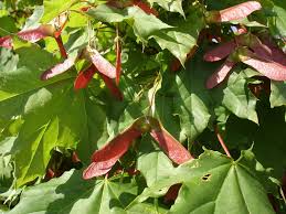 Michigan's largest shade tree grower. Norway Maple Tree Care Growing A Norway Maple Tree In The Landscape