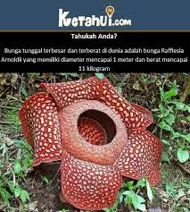 Bunga mawar terbesar di dunia. Bunga Terberat Dan Terbesar Di Kf Bumi Alam Semesta Facebook