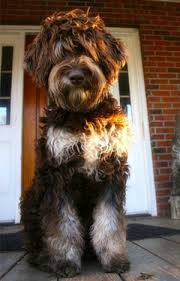 A parti goldendoodle has two different coat colors which include at least 50% white. What Is A Phantom Goldendoodle Ebknows
