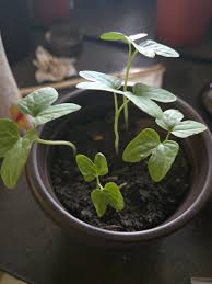 Image result for Pleioceras orientale