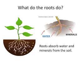 They are in close contact with the thin film of water surrounding the soil particles. Plants Ppt Download