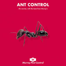For ants control in your house you can try these options: Ant Control Adelaide Black Fire Bull Ants