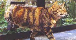 transcat clear pet cat and dog door small