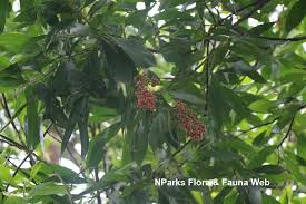 Image result for Amblovenatum opulentum