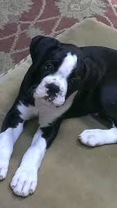 A picture which consists only of actual white and black pixels is a binary image. 19 Best Reverse Brindle Boxer Ideas Boxer Brindle Boxer Boxer Dogs