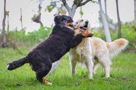 Advice from breed experts to make a safe choice. Bernese Golden Mountain Dog Mixed Breed Info Pics Facts Doggie Designer