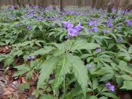 Image result for Cardamine obliqua