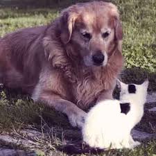 Brand name revolution (pfizer animal health). Revolution Heartworm Flea Topical For Cats Dogs Petcarerx