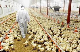 Un produit biologique est un produit agricole, ou dont au moins 95% des ingrédients d'origine agricole sont issus de l'agriculture biologique. Poultry Farming Business Plan Upmetrics