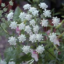 Ammi Majus Graceland Hardy Annual Seeds Thompson Morgan Flower Seeds Annual Flowers Dried Bouquet