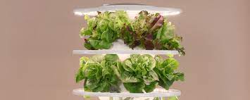 Maybe you would like to learn more about one of these? Lettuce Grow Blog The Lettuce Grow Guide To Indoor Growing