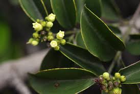 Image result for Strychnos matopensis