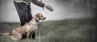 A dog training shock collar should not be intended as a punishment but more as a deterrent to without you there to control when a shock is administered, automatic bark collars and electric. Dog Training Collars E Collar Sportdog