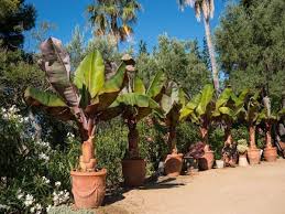 Maybe you would like to learn more about one of these? Bananenstauden Pflanzen Exotik Pur Fur Jeden Garten
