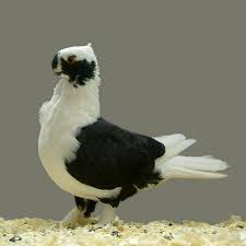 Black And White Pigeon Breeds Syrian Turbiteen Barbarisi Owl Black Pigeon Breeds Pigeon Pictures Pigeon