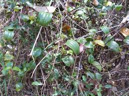 Image result for Smilax anceps