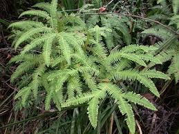 Image result for Gleicheniaceae