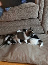 Lancaster puppies has your shih tzu for sale. Shih Tzu Puppies Co Durham The Y Guide