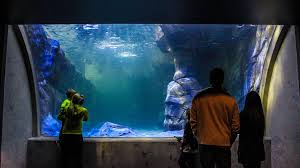 Loveland Living Planet Aquarium Reynolds Polymer Constructed A 15 Foot Wide Custom Cast Acrylic Demi Tunnel Which Acrylic Aquarium Aquarium Design Aquarium