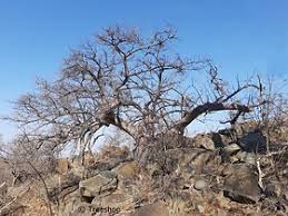 Image result for Sterculia rogersii