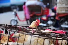 Avian influenza, known informally as avian flu or bird flu, is a variety of influenza caused by viruses adapted to birds. China Six Cases Of Bird Flu Reported One Dead Time