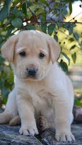 Puppy Love Yellow Lab Puppy Puppies Lab Puppy