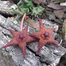 Image result for Orbea umbracula