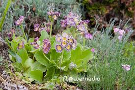 Image result for Primula x pubescens