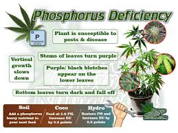Spots can sometimes join together to form larger areas of dead. Diagnose A Cannabis Plant Problem Percys Grow Room Sign Up Today