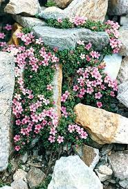 Androsace Alpina Androsace Dei Ghiacciai Alpen Mannsschild Androsace Des Alpes Alpski Oklep Primulaceae Rockery Garden Rock Garden Rock Garden Design