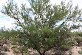 Recommended trees for minnesota includes comprehensive tree lists by region for home landscapes and forests. Desert Trees Shrubs Cactus Garden The Sonoran Desert With Child Friendly Facts