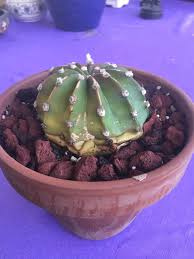 Cacti soil must not be perpetually wet or in the left picture below you can see the various ingredients ready to be mixed for an epi cactus mix. Friend Gave Me A Cactus And It Was In Full Sand And He Said Rarely Watered I Transplanted It Into A Cactus Mix Right Now With Some Crushed Lava Rock On Top